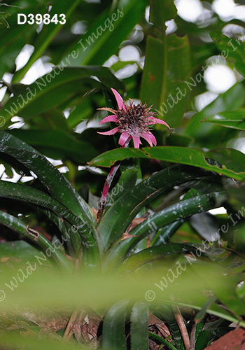 Aechmea fasciata (Bromeliaceae)